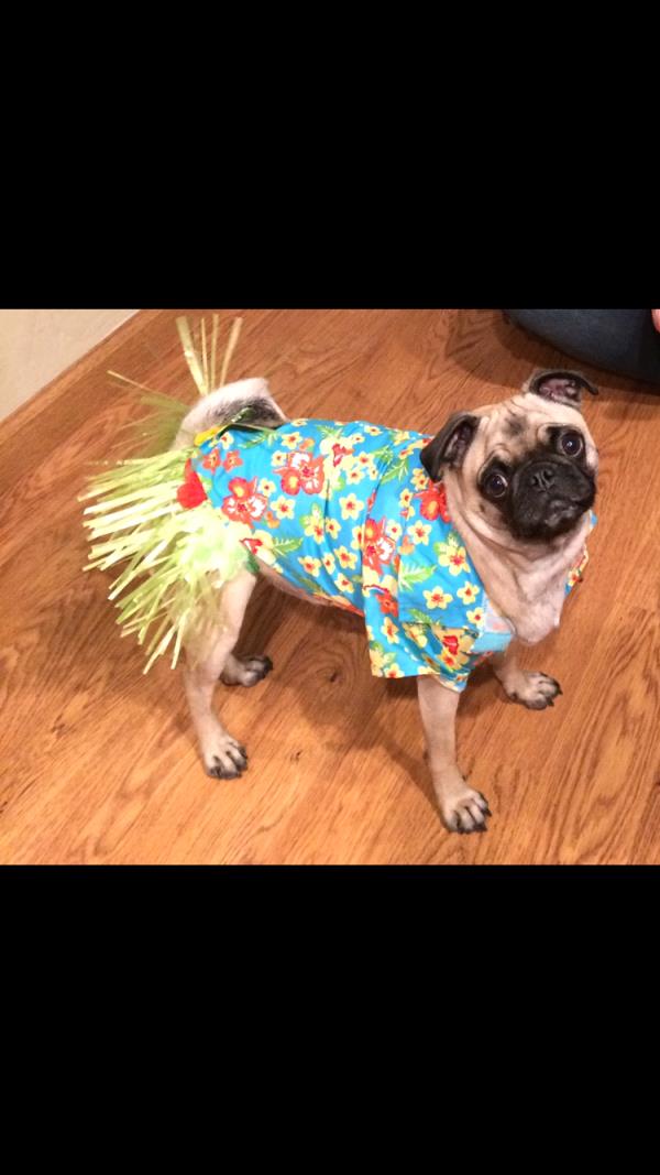 /Images/uploads/PUG NATION RESCUE OF LOS ANGELES/pugnationcalendar/entries/2480thumb.jpg